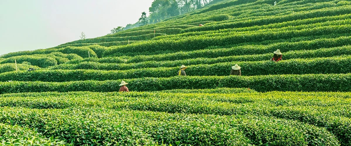 Tea Gardens: Sipping Elegance Amidst Verdant Hills